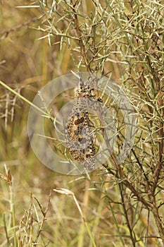 Vertical closeup on a giant Mediterranean antlion insect, Palpares libelluloides, hanging in the vegetation