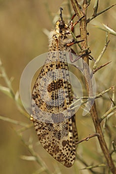 Vertical closeup on a giant Mediterranean antlion insect, Palpares libelluloides, hanging in the vegetation