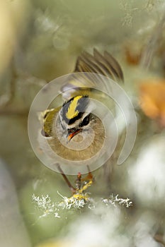 Vertical closeup of the golden-crowned kinglet, Regulus satrapa perched on the branch.