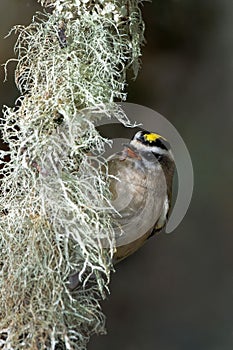 Vertical closeup of the golden-crowned kinglet, Regulus satrapa perched on the branch.