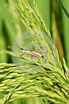 Vertical closeup of a grasshopper on a growing ripe yellow green paddy plant with grain in a field