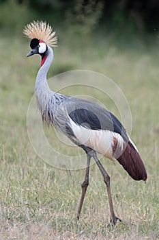 Vertical closeup of the gray crowned crane, Balearica regulorum.