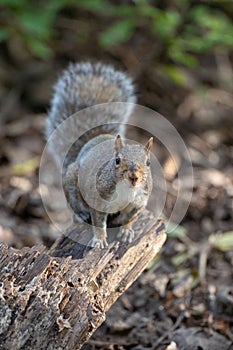 Vertical closeup of a gray squirrel perching on the broken tree trunk