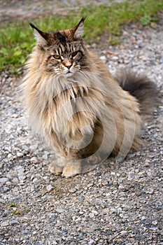 Vertical closeup of the grayish-brown Maine Coon sitting on the ground.