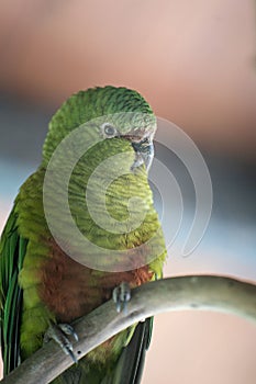 Vertical closeup of a green austral parakeet perched on a branch