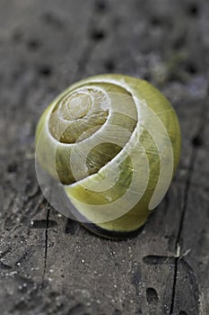 Vertical closeup on a green colored Lemon snail, Cepaea nemoralis, sitting on wood