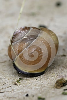 Vertical closeup on a green colored Lemon snail, Cepaea nemoralis, sitting on wood