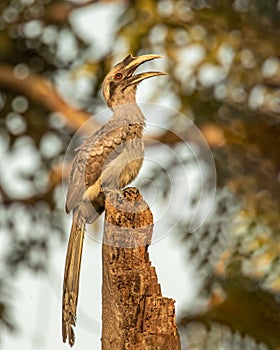 Vertical closeup of a grey hornbill, Ocyceros birostris perched on a tree wood with an open beak