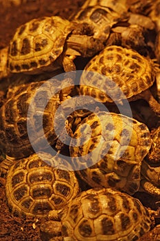 Vertical closeup on a group of critically endangered juvenile Russian tortoise Testudo horsfieldii