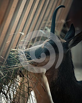 Vertical closeup of the head of a Serna & x28;Rupicapra rupicapra& x29; eating grass