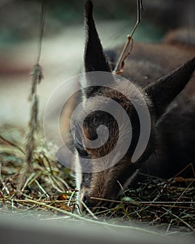Vertical closeup of the head of a young deer