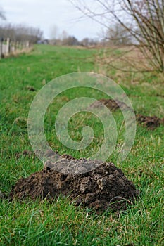 Vertical closeup on a heap of earth in a grassland, made by European mole, Talpa europaea