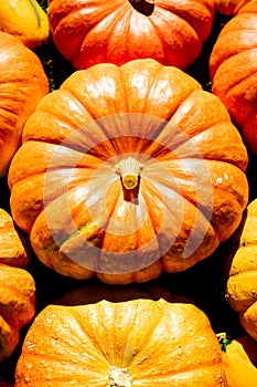Vertical closeup of a heap of ripe pumpkins. Harvest season.