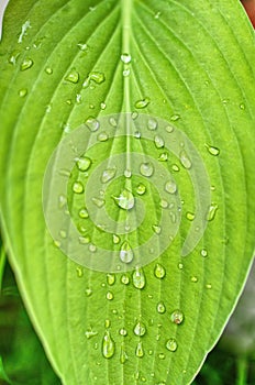 Vertical closeup of Hosta (Funkia) leaf with water droplets