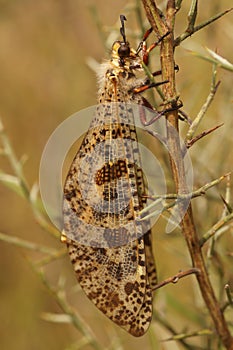 Vertical closeup of an impressive large hairy Mediterranean antlion, palpares libelluloides on a twig in southern France