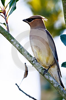 Vertical closeup of a Japanese waxwing, Bombycilla japonica on a small branch