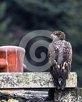 Vertical closeup of Juvenile bald eagle (Haliaeetus leucocephalus) on a dock on blurred background