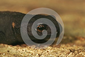 Vertical closeup of juvenile charcoal black Tylototriton yangi on the ground blurred background photo