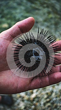 Vertical closeup of a kina on a man& x27;s hand with blurred background