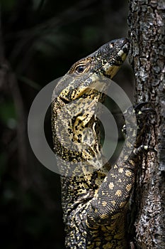 Vertical closeup of a Lace Monitor lizard with beautiful skin climbing up a tree