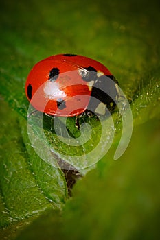 Vertical closeup of a Ladybird beetle on a leaf under the sunlight with a blurry background