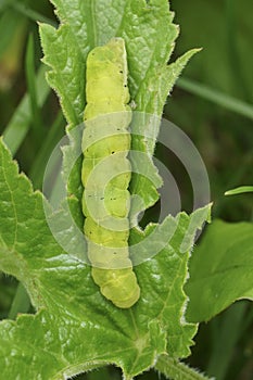 Vertical closeup on the large green caterpillar of the Angle Shades owlet moth, Phlogophora meticulosa