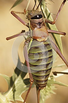 Vertical closeup on the large Mediterranean Western Saddle Bush-Cricket, Ephippiger diurnus on wood