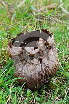 Vertical closeup on a large Puffball mushroom , Calvatia utriformis