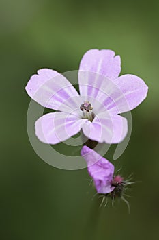 Vertical closeup on the light pink flower of the green, herb robert, Geranium robertianum