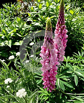 Vertical closeup of Lupinus polyphyllus, big-leaved lupine surrounded by green vegetation.