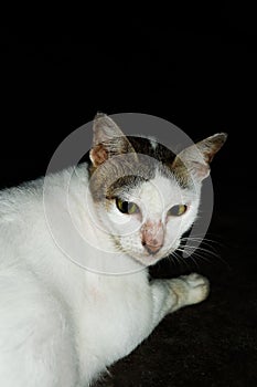 Vertical closeup of a lying Anatoli cat on the black background