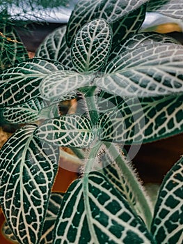 Vertical closeup macro shot of Fittonia nerve plant