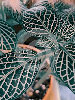 Vertical closeup macro shot of Fittonia nerve plant