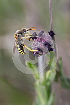 Vertical closeup macro shot of Nomada Subcornuta bee photo