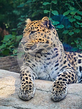 Vertical closeup of a majestic amur leopard resting in a zoo