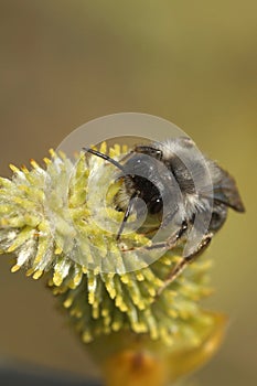 Vertical closeup on a male Grey-backed mining bee, Andrena vaga drinking nectar from a Goat Willow, Salix caprea