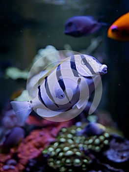 Vertical closeup of a manini (Acanthurus triostegus) under the sea