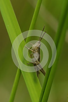 Vertical closeup of meadow grasshopper on green plant stem