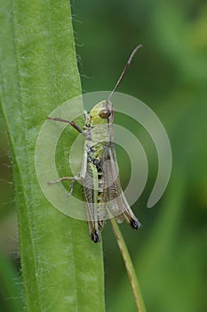A vertical closeup of meadow grasshopper, Pseudochorthippus parallelus, on green plant stem