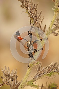 Vertical closeup on a Mediterranean Prionyx kirbii wasp, resting on a plant , Sphecidae, Hymenoptera
