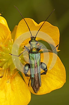 Vertical closeup on a metallic green false or thick-legged flower beetle Oedemera nobilis in a yellow buttercup flower