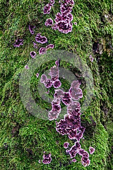 Vertical closeup of a moss-covered tree trunk with Chondrostereum purpureum flowers