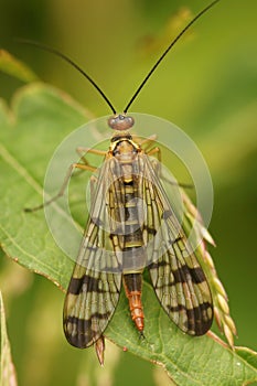 Vertical closeup on one of the European scorpionflies, Panorpa cognata, sitting on a green leaf