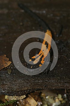 Vertical closeup on an orange colored juvenile of the endangered Laos newt, Paramesotriton or Laotriton laoensis