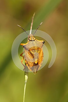 Vertical closeup on an orange Mediterranean Carpocoris mediterraneus shieldbug, sitting on a straw