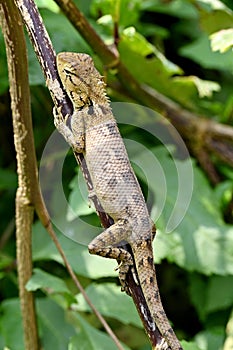 Vertical closeup of a oriental garden lizard (Calotes versicolor) perched on a branch of a tree