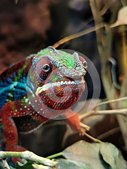 Vertical closeup of a panther chameleon in the terrarium