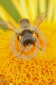 Vertical closeup on a Patchwork leafcutter bee, Megachile centuncularis on a yellow Inula flower in the garden