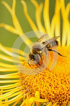 Vertical closeup on a Patchwork leafcutter bee, Megachile centuncularis on a yellow Inula flower in the garden