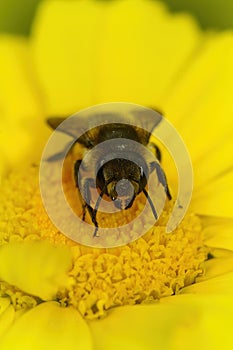 Vertical closeup on a Patchwork leafcutter solitary bee, Megachile centuncularis, sitting on a bright yellow flower